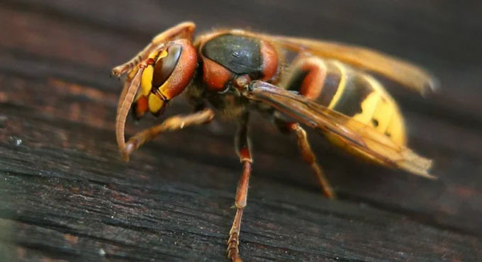ভিমরুল কামড়ালে যা করবেন