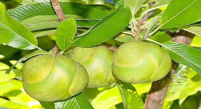 ভেষজ ঔষধি চালতা ফল কিডনি পরিষ্কার রাখে, রোগ নিরাময়ের অব্যর্থ দাওয়াই