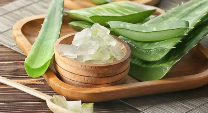রোগ নিরাময়ের ভেষজ ঔষধি অ্যালোভেরা, শীতে ত্বকের সৌন্দর্য বাড়ায়