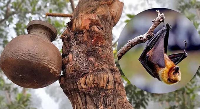চলতি বছর নিপাহ ভাইরাসে আক্রান্ত পাঁচজনের মৃত্যু