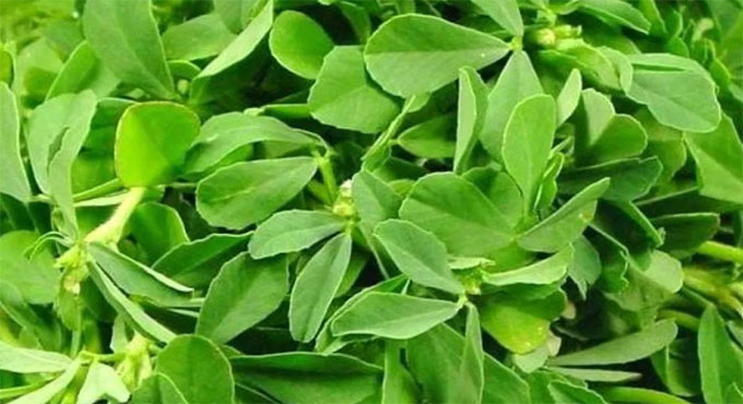 নানা ভেষজ গুণে ভরপুর যে শাক