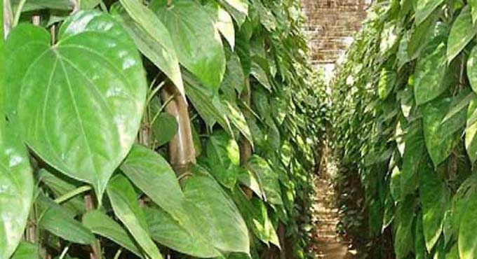 ভেষজ পান পাতার আশ্চর্য ঔষধি গুণ