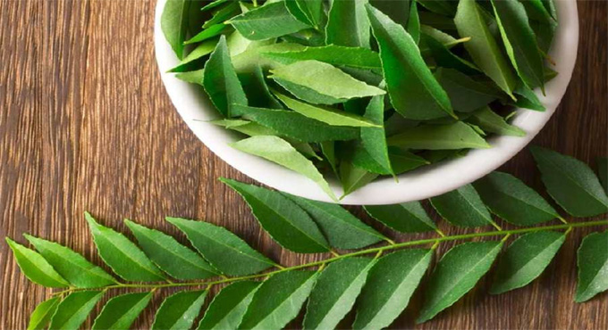 কারিপাতা : সুস্বাস্থ্য ও রোগ প্রতিরোধের গোপন শক্তি