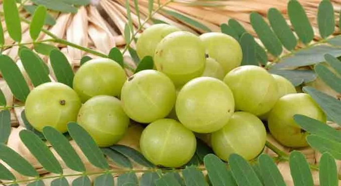 ডায়াবেটিস নিয়ন্ত্রণ করবে আমলকি